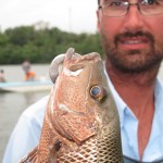 Mangrove Jack Bolgoda