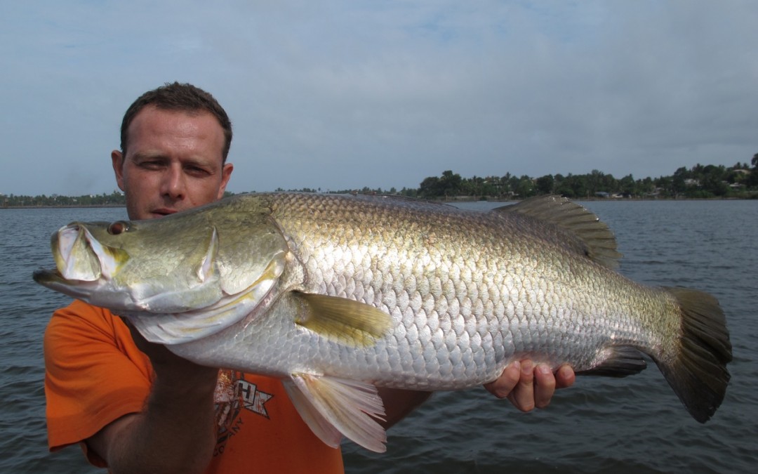 Barramundi at Bolgoda