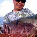 Mangrove Jack at Bolgoda