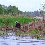 Primate at Bolgoda Lake