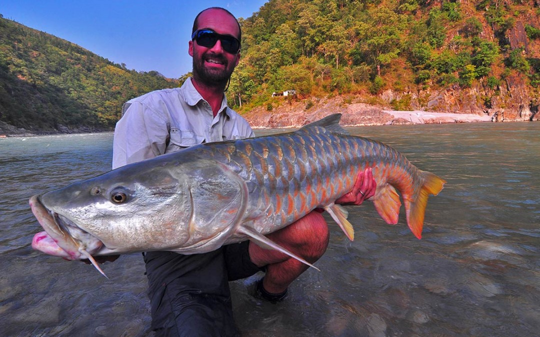 50lb Golden Mahseer